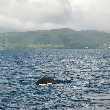 Anchorage Hotel, Whale Watch & Dive Center Ροζό Εξωτερικό φωτογραφία
