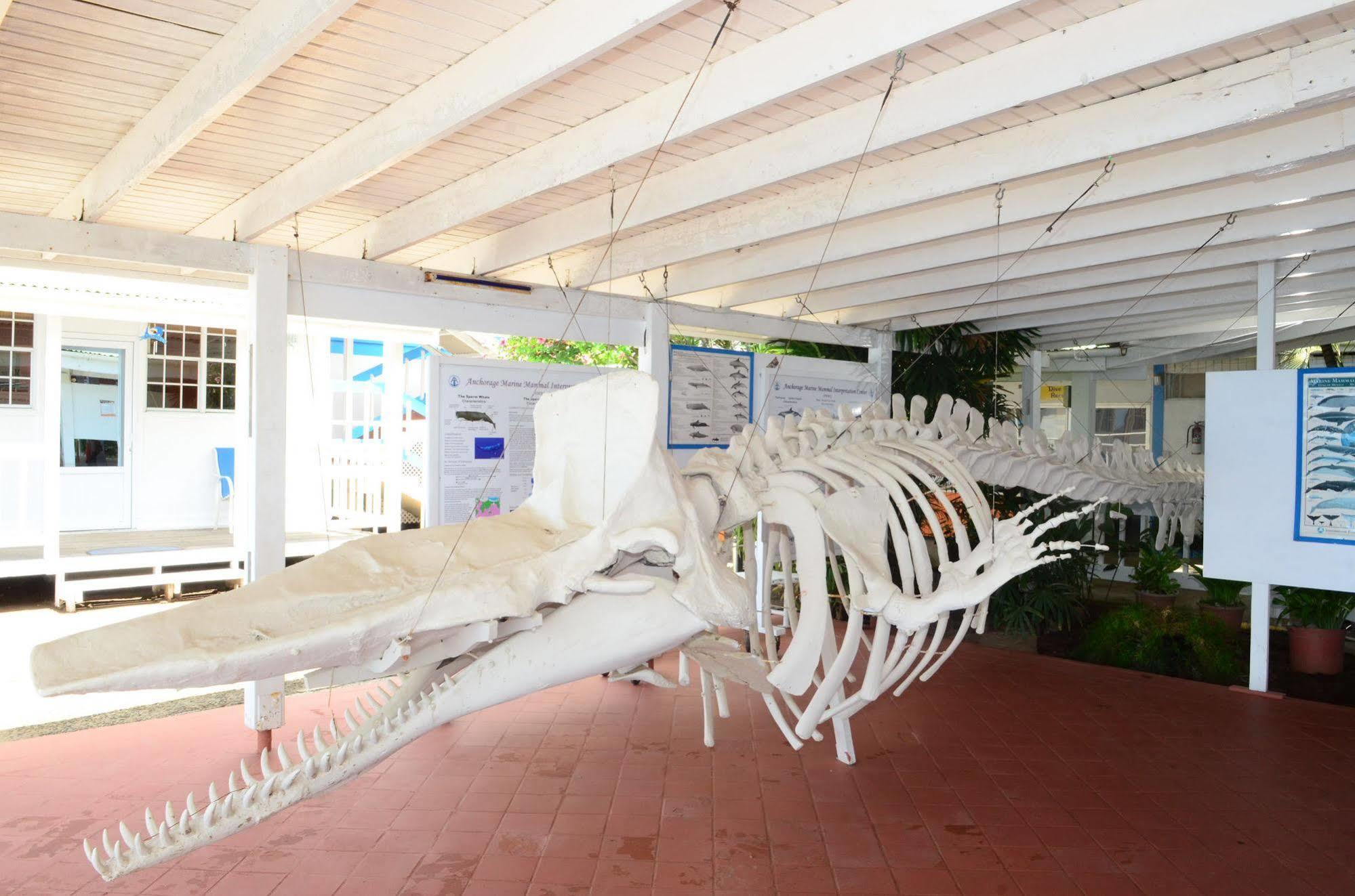 Anchorage Hotel, Whale Watch & Dive Center Ροζό Εξωτερικό φωτογραφία