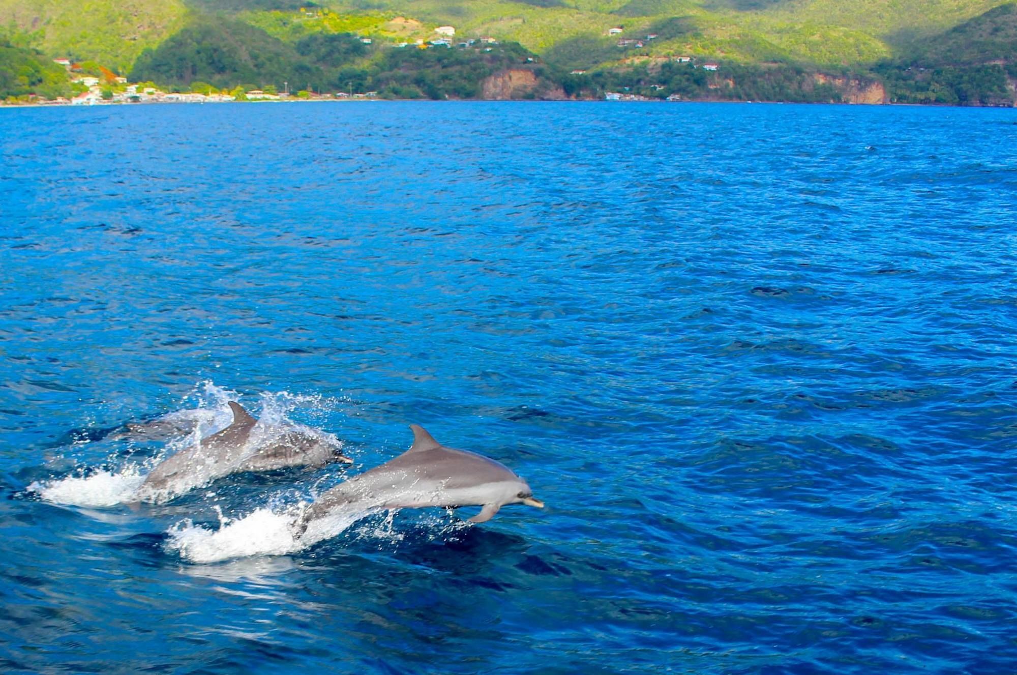 Anchorage Hotel, Whale Watch & Dive Center Ροζό Εξωτερικό φωτογραφία